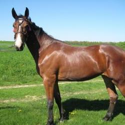 Продам - Разное - Разное